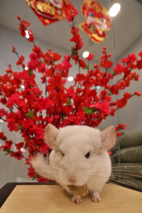 新年专题-(大都会)访龙猫饲主/12图
