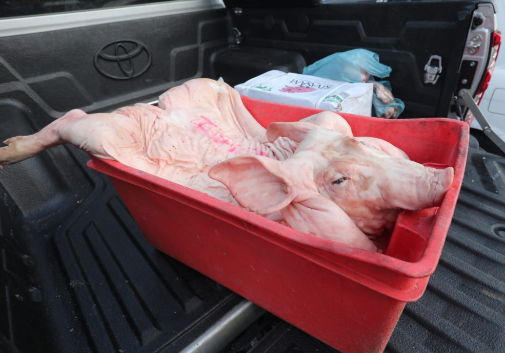 柔：【特稿】生猪价格一渳再涨 年初九拜天公金猪“热”不起