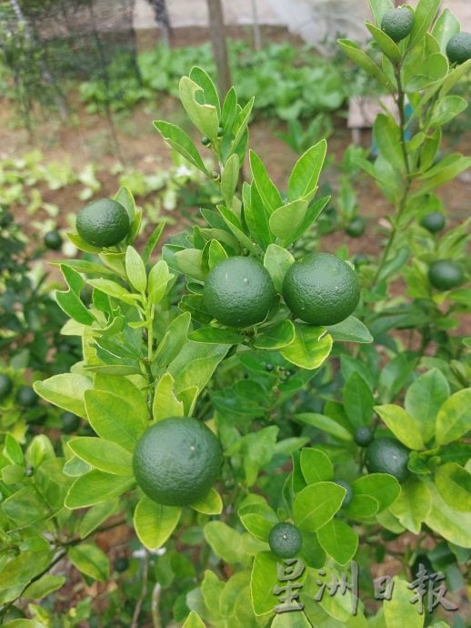 柔：食客指路之私房好菜（2月6日刊）：龙村黄家米呈  传承河婆传统美食 