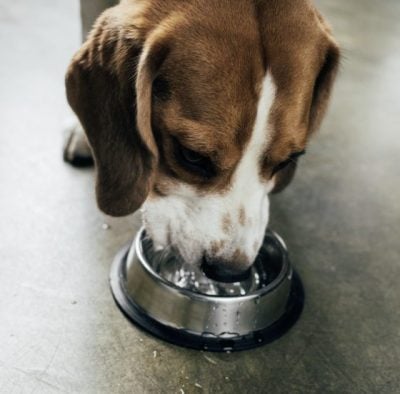 狗狗无法说话，高龄犬生病了要如何发现？