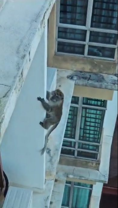 独家视频 | 爬16楼闯屋觅食 沙登岭花园“猴”患无穷!