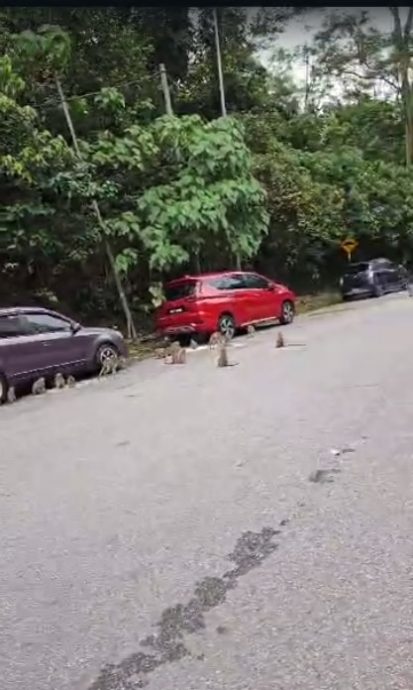 独家视频 | 爬16楼闯屋觅食 沙登岭花园“猴”患无穷!