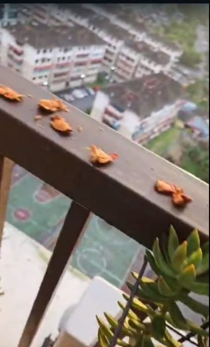 独家视频 | 爬16楼闯屋觅食 沙登岭花园“猴”患无穷!