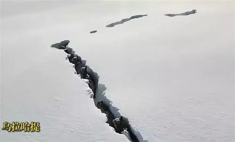 狼群积雪下挖路长幼有序通行 网赞这才是团队精神