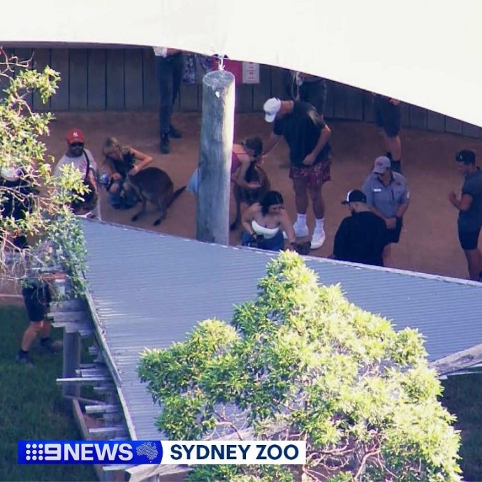 莱史动物园喂哺袋鼠 遭动保组织狠批