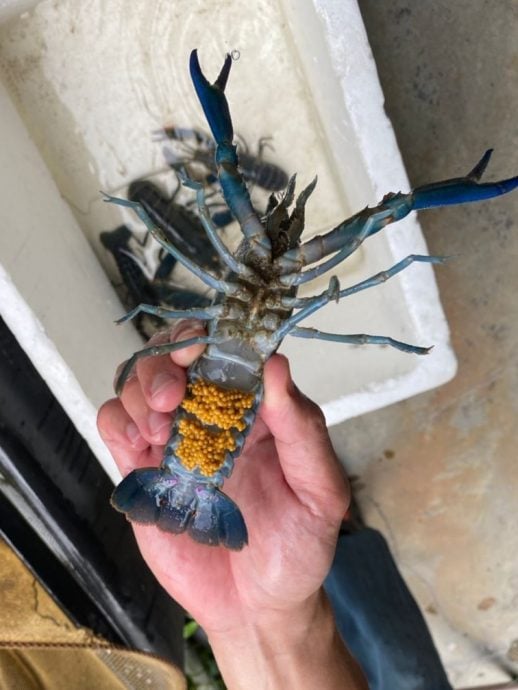 **要修字 --新年特稿：养殖龙虾/12图