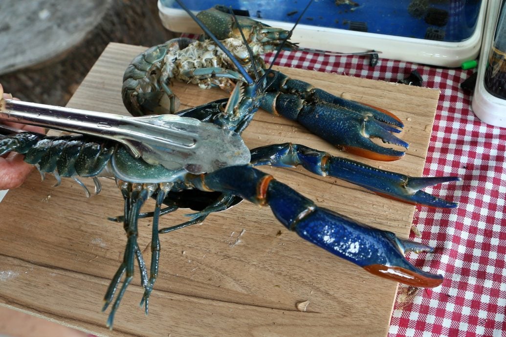 **要修字 --新年特稿：养殖龙虾/12图