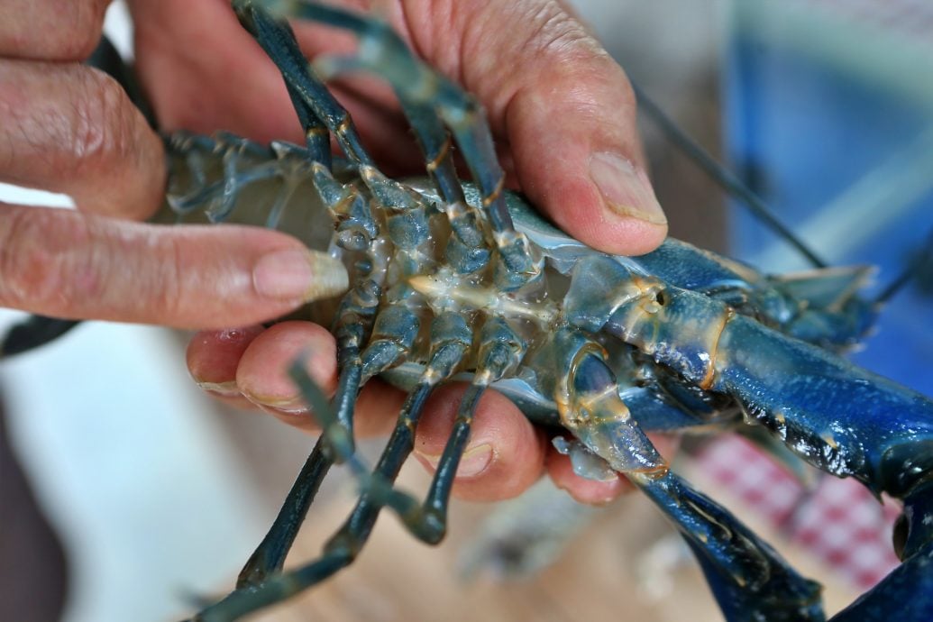 **要修字 --新年特稿：养殖龙虾/12图