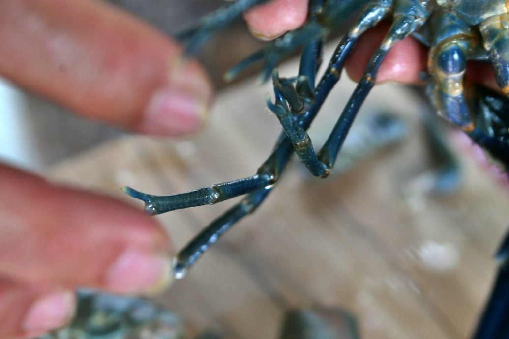 **要修字 --新年特稿：养殖龙虾/12图