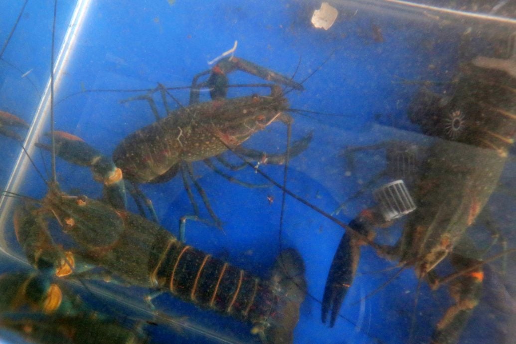 **要修字 --新年特稿：养殖龙虾/12图