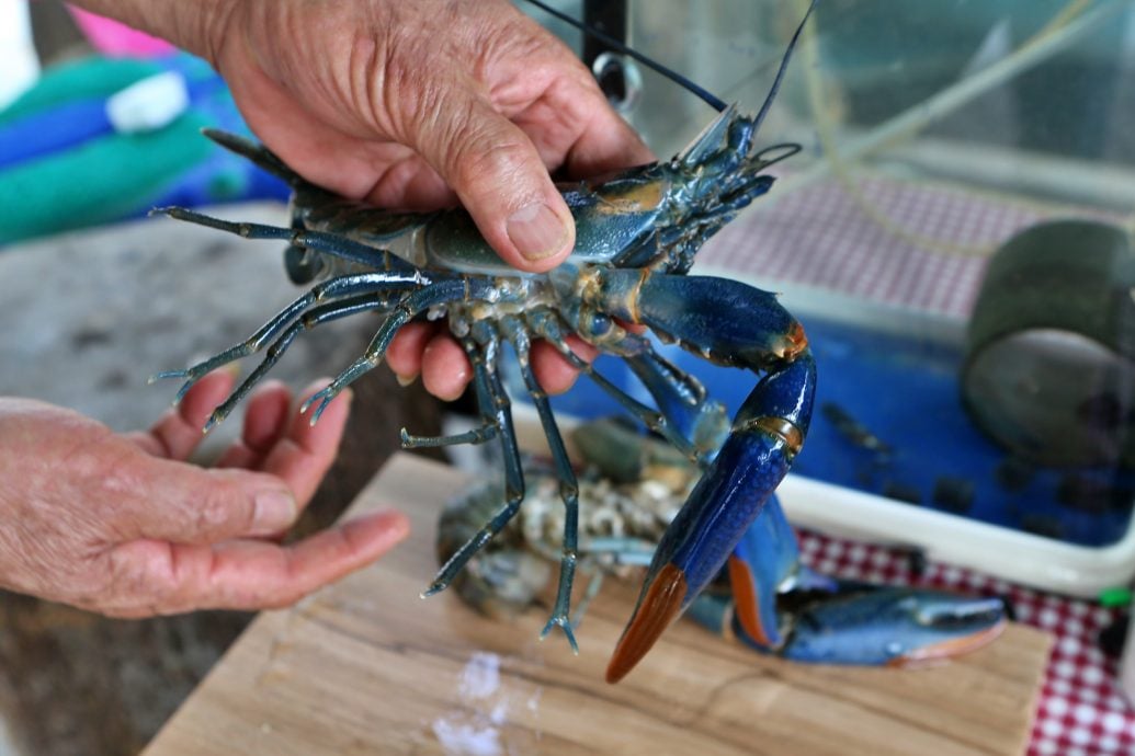 **要修字 --新年特稿：养殖龙虾/12图