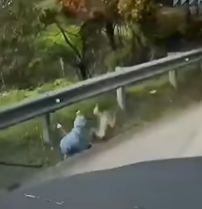 视频 | 云顶下山路段被猴子袭击倒地!华裔家庭停车救巫裔女