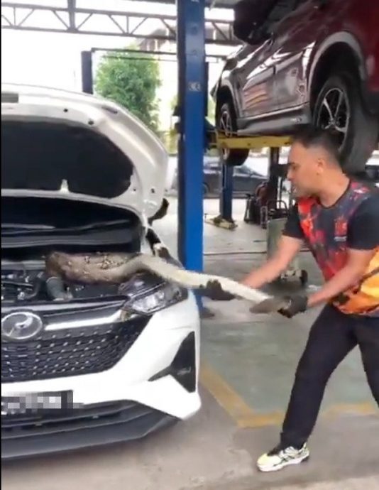 视频|大蟒蛇躲汽车引擎 3男子汉徒手奋力拉出