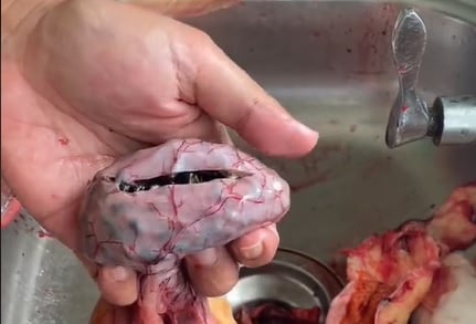 视频|捕获超重巴丁鱼 钓客：原来满腹都是吸螺 ！