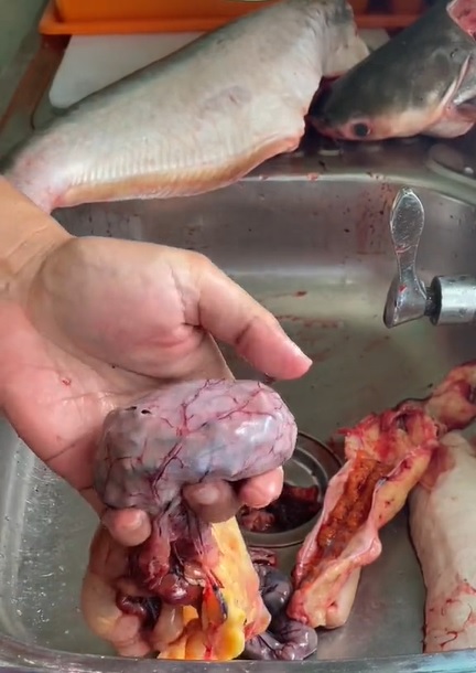 视频|捕获超重巴丁鱼 钓客：原来满腹都是吸螺 ！