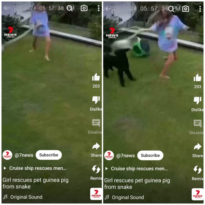 视频|澳12岁女孩拯救豚鼠 徒手大战2.4米长蟒蛇