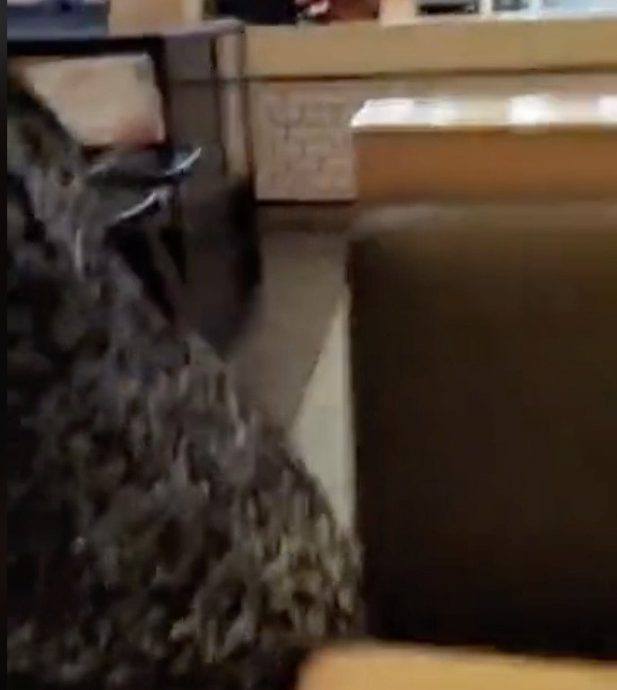 视频|被骂骗钱还故作淡定 老翁假装喝茶下秒拔腿逃