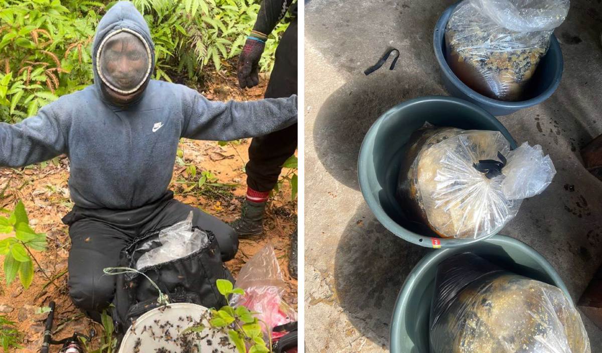 采蜜高峰期3个月赚1万 养蜂人翻山越岭采高质蜂蜜！