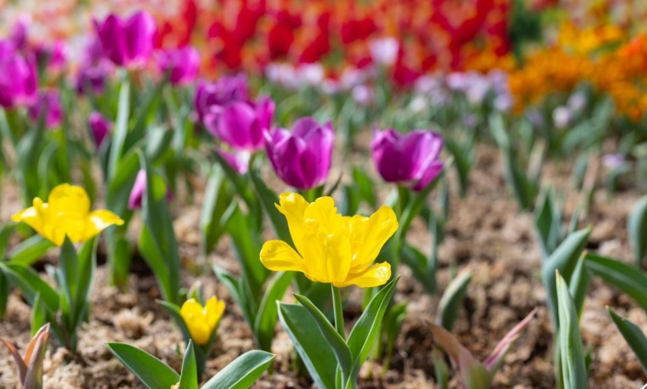 金马仑郁金香盛开 2500株缤纷绽放