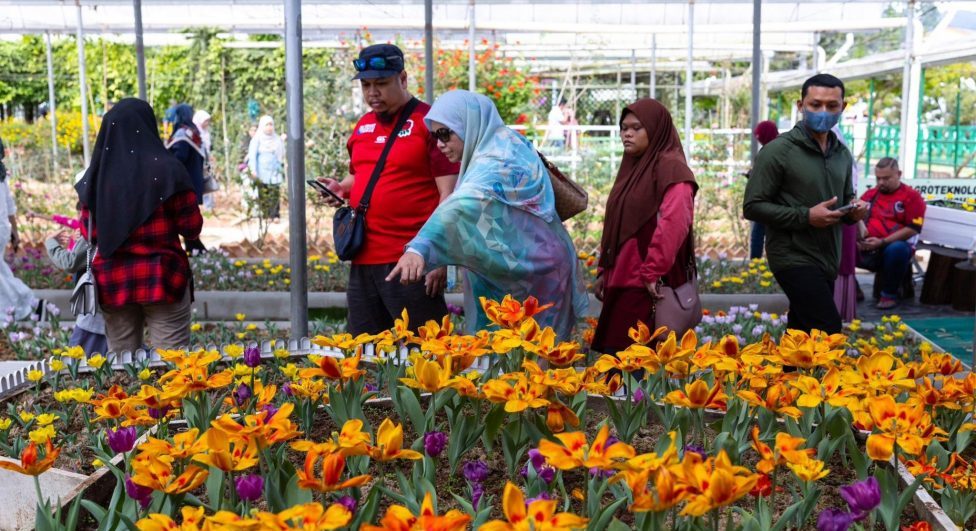 金马仑郁金香盛开 2500株缤纷绽放