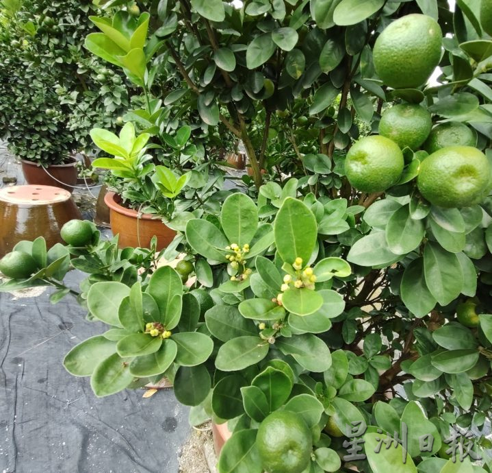 霹：新春备稿∕可新年前刊登／摆设龙胆盆桔 高贵霸气过龙年