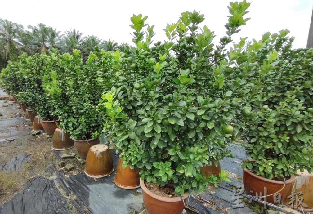 霹：新春备稿∕可新年前刊登／摆设龙胆盆桔 高贵霸气过龙年