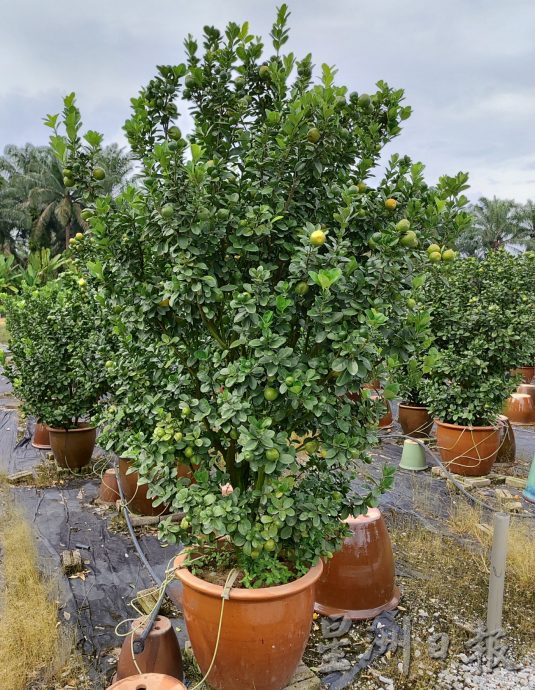 霹：新春备稿∕可新年前刊登／摆设龙胆盆桔 高贵霸气过龙年