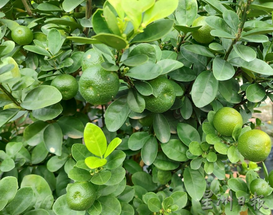 霹：新春备稿∕可新年前刊登／摆设龙胆盆桔 高贵霸气过龙年