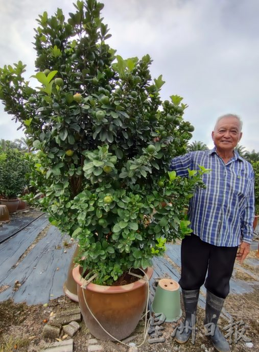 霹：新春备稿∕可新年前刊登／摆设龙胆盆桔 高贵霸气过龙年