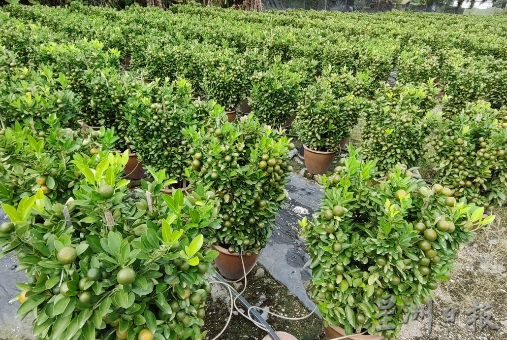 霹：新春备稿∕可新年前刊登／摆设龙胆盆桔 高贵霸气过龙年