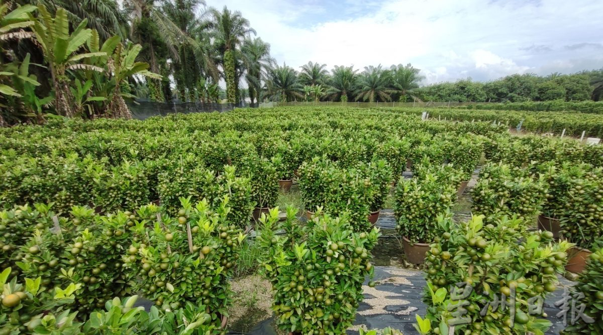 霹：新春备稿∕可新年前刊登／摆设龙胆盆桔 高贵霸气过龙年