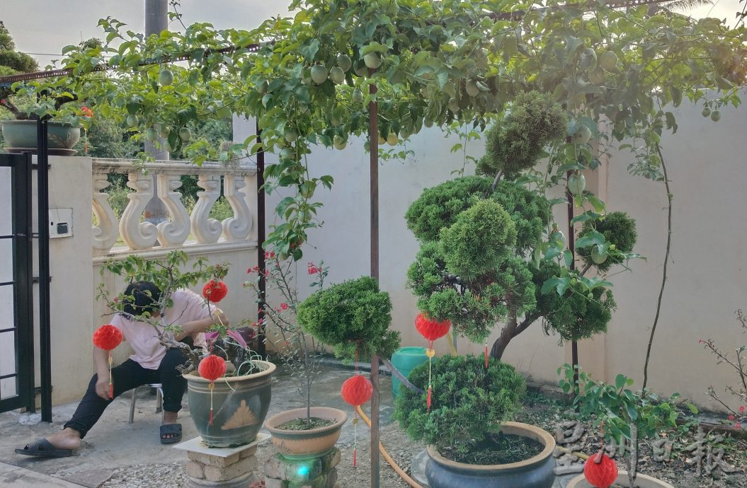 霹:未签/封底主文/农的传人/陈秀英新年自家种生菜 翠绿新鲜带香气