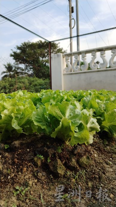 霹:未签/封底主文/农的传人/陈秀英新年自家种生菜 翠绿新鲜带香气