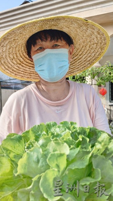 霹：未签／封底主文／农的传人／陈秀英新年自家种生菜 翠绿新鲜带香气