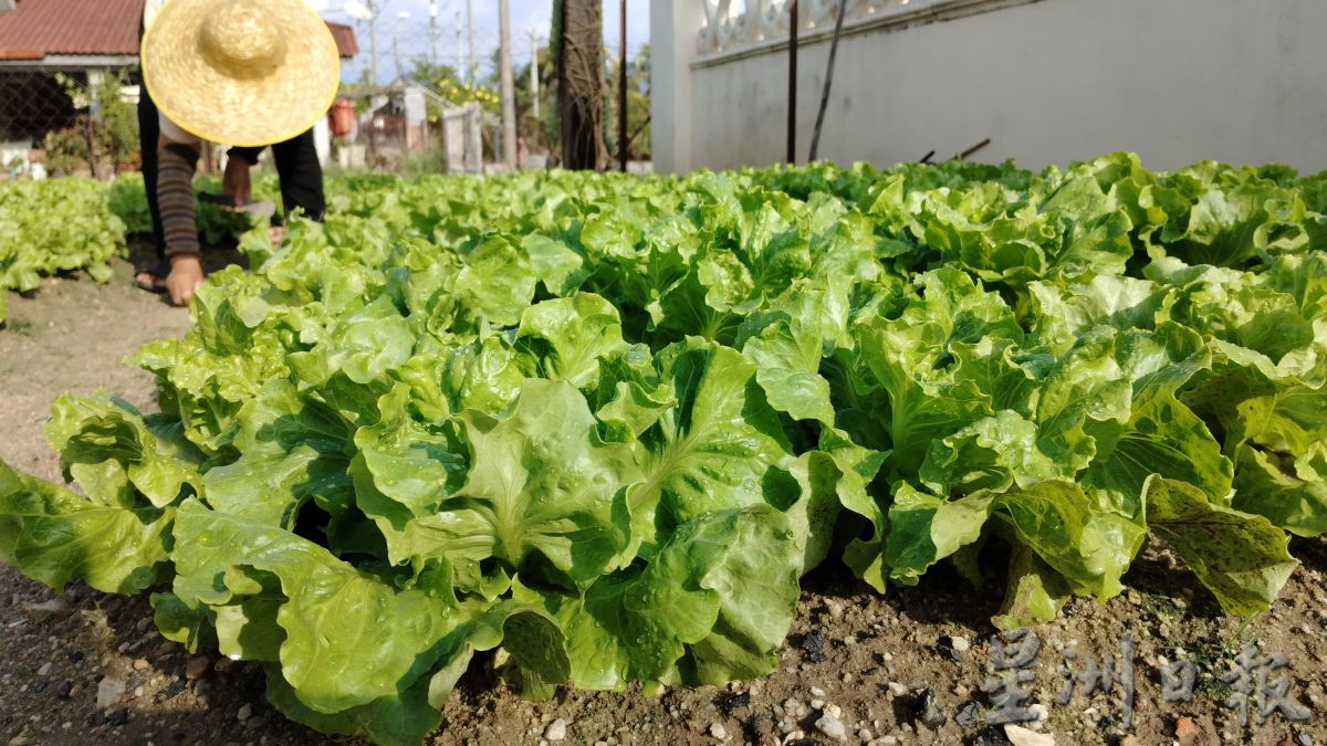 霹：未签／封底主文／农的传人／陈秀英新年自家种生菜 翠绿新鲜带香气
