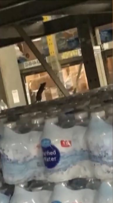 食品仓库现上千只死老鼠 连锁商店被重罚1.98亿