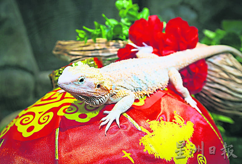 “蜥蜴龙”家族齐聚城の农场