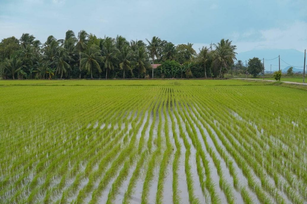 (全国版)北马现热浪现象 吉北稻农愁收成欠佳