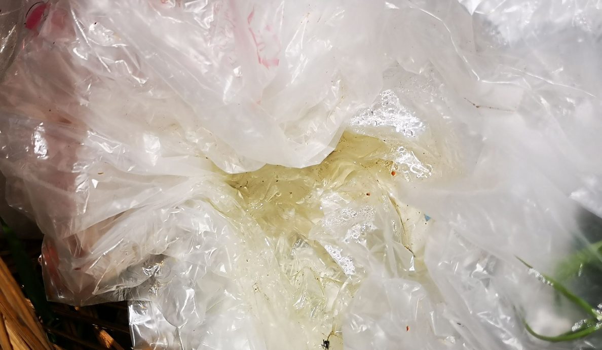 (古城封面主文)过去两个月爆10宗蚊症 柏淡再也花园沦为疫区 居民受促提高警惕