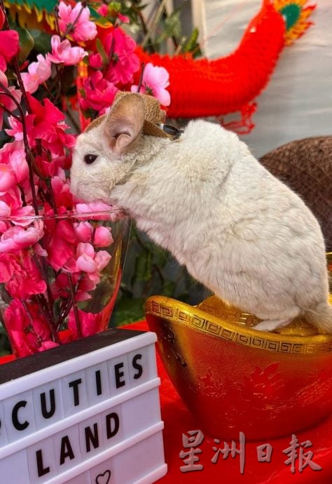 *****（古城新年备稿）呆萌龙猫太可爱，但饲养学问大