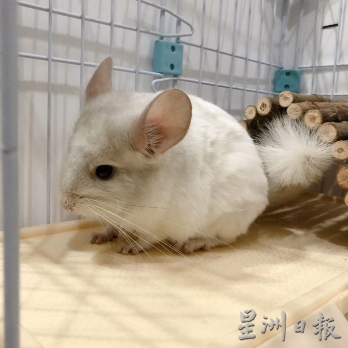 *****（古城新年备稿）呆萌龙猫太可爱，但饲养学问大