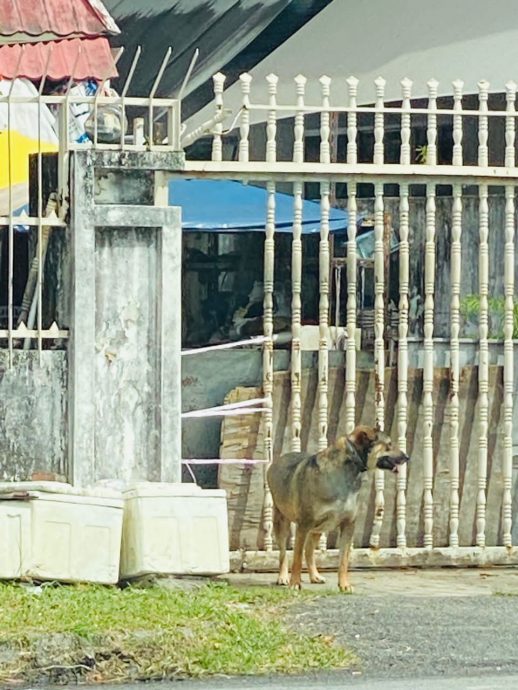 （大北马）华裔妇女被3恶犬噬咬，过年每天折返医院洗伤口