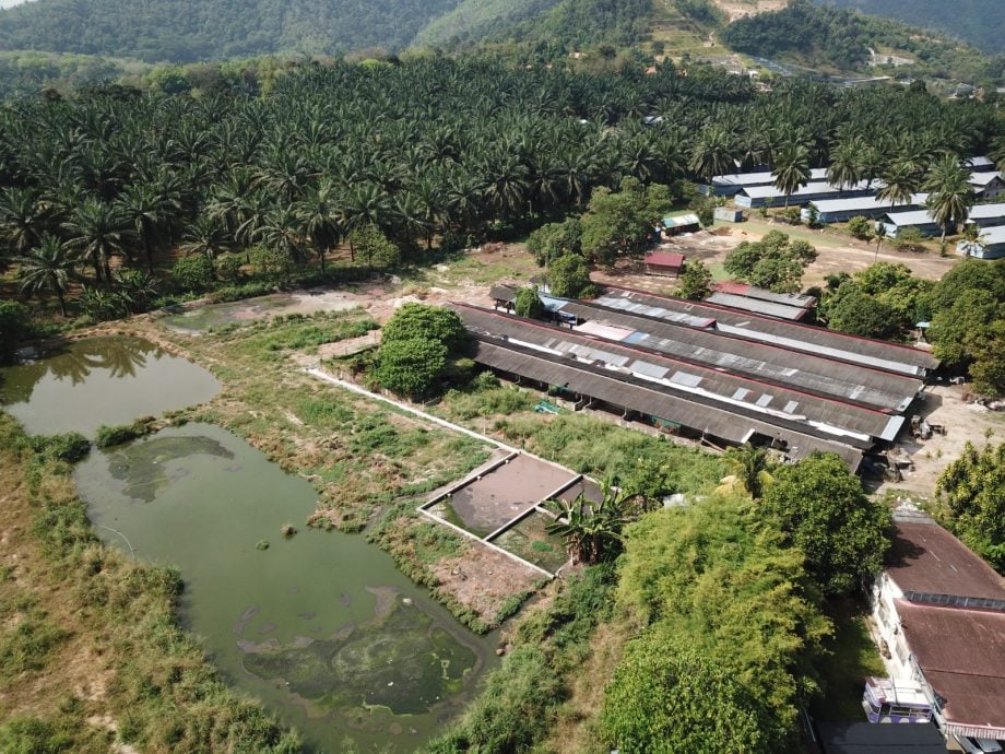 (大北马)居林河及阿逸美拉河出现“黑水怀疑是威中区双溪里武村养猪场的污水或废水排放