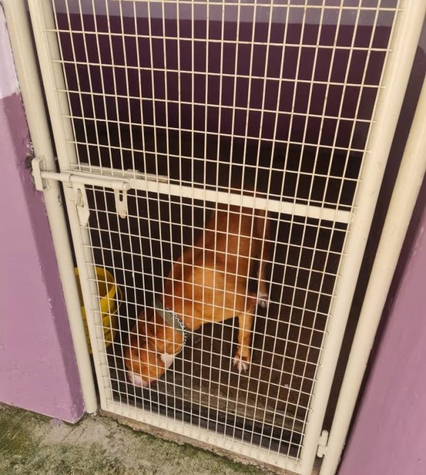 （大北马）男子住宅区休闲期间 遭凶恶家犬攻击