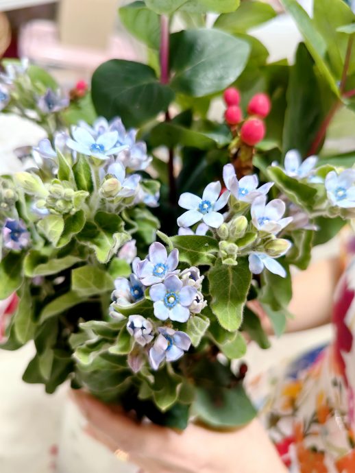 (大北马)红玫瑰依然最受欢迎,玫瑰钞则被蝴蝶钞取代!