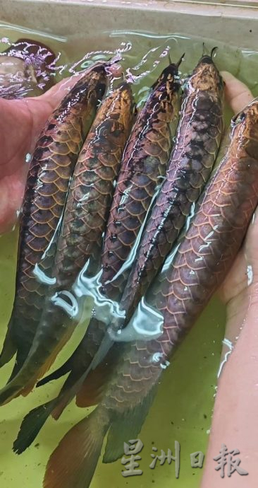 （封面）柔：【新年特稿】：各类龙鱼迎春争宠