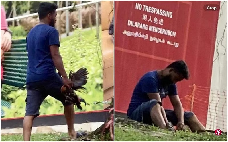 (已签发)柔:狮城二三事:男子疑在公园杀野鸡 狮城公园局正展开调查