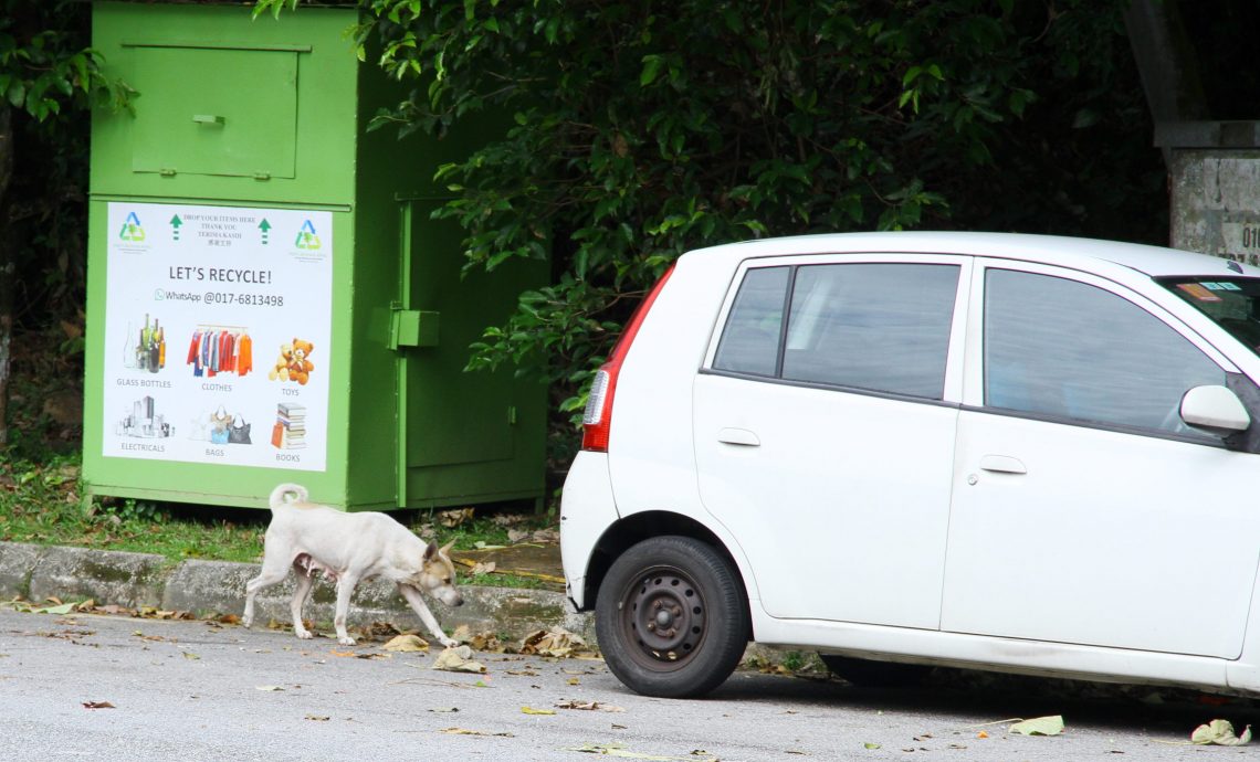 (版2头)大都会 / 沙登岭出现猴群并非新鲜事 /5图