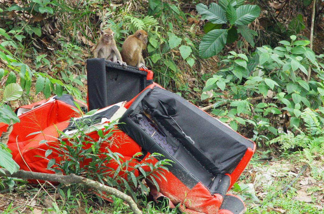 (版2头)大都会 / 沙登岭出现猴群并非新鲜事 /5图