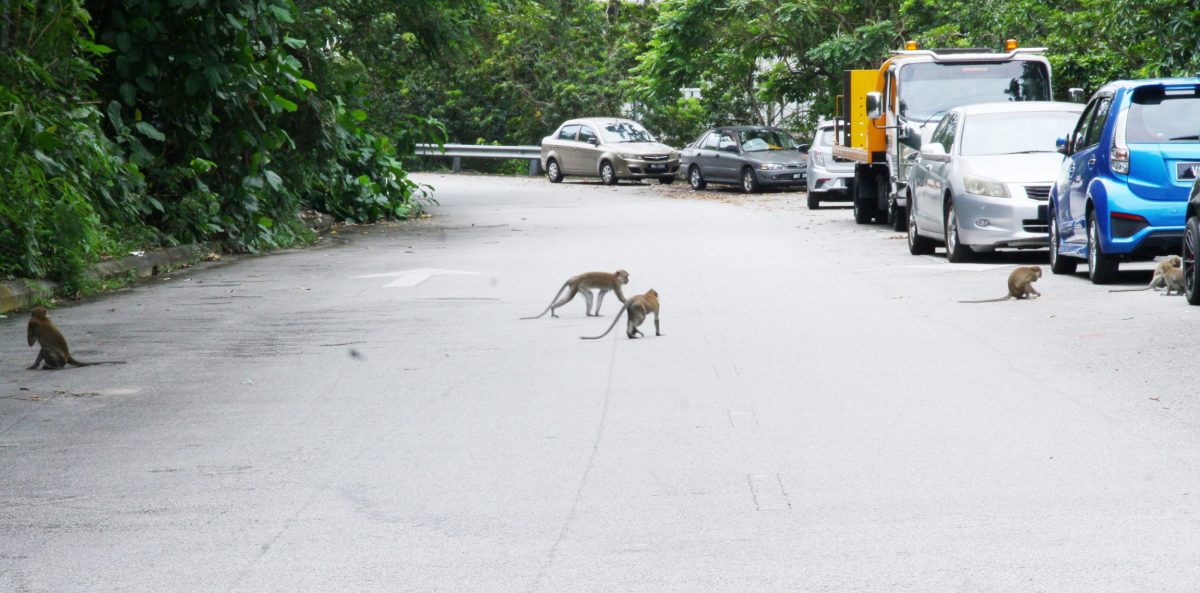 (版2头)大都会 / 沙登岭出现猴群并非新鲜事 /5图